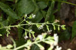 Blue ridge catchfly